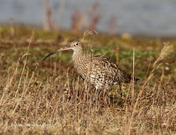Curlew VP 4 3 12  IMG_0704